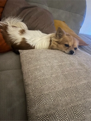 zwei Chihuahua Damen suchen ein neues Zuhause  Bild 3