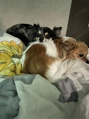 zwei Chihuahua Damen suchen ein neues Zuhause  Bild 2