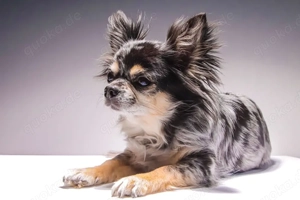 zwei Chihuahua Damen suchen ein neues Zuhause 