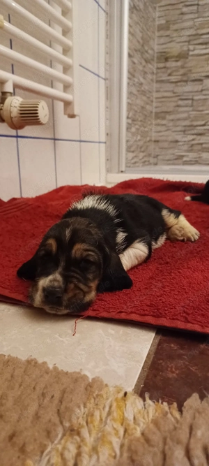 Basset hound  Bild 2