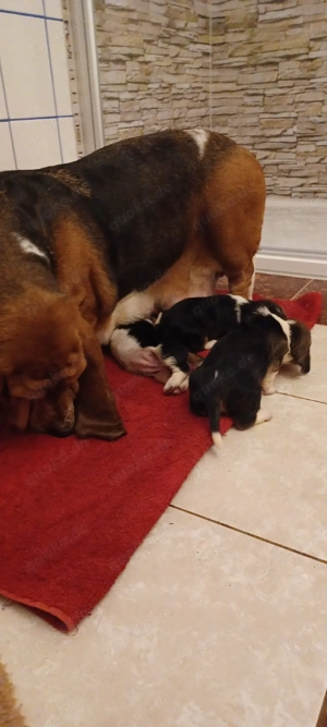 Basset hound  Bild 5