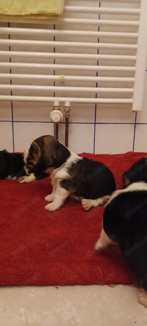 Basset hound  Bild 3