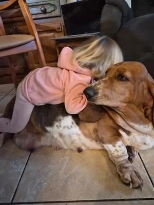 Basset hound  Bild 4