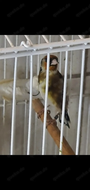 Stieglitz parva Mutation