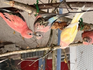 Nestjunge und Zuchtreife Bourkesittiche, Neophemen, Sittiche im