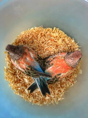 Nestjunge Bourkesittiche, Neophemen, Sittiche 