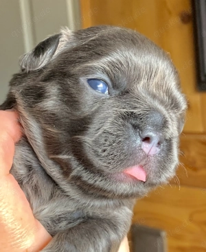 Premium Französische Bulldoggen Welpen aus promovierter Zucht