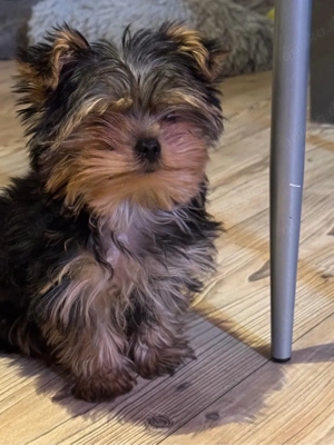 Yorkshire-Terrier-Welpe