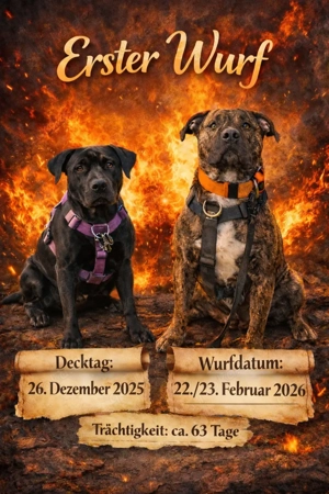 Mischlingswelpen zu verkaufen