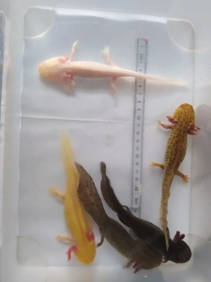 Axolotl Bd. frei .. viele Farben