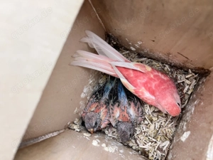 Nestjunge und Zuchtreife Bourkesittiche, Sittiche 