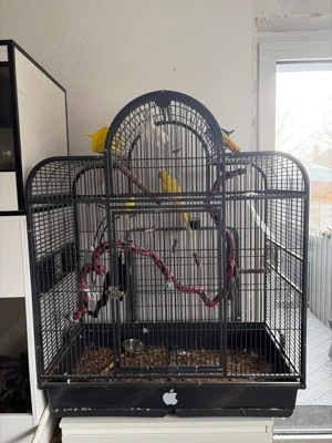 Vogelkäfig mit Nymphensittich und Wellensittichen