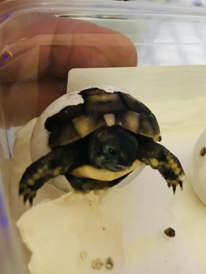 Griechische Landschildkröten Thh, Apulien und Sardinien 