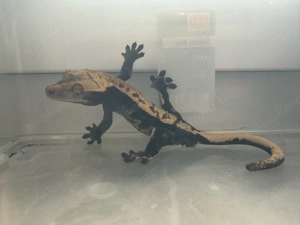 Kronengecko männchen und weibchen Bild 4