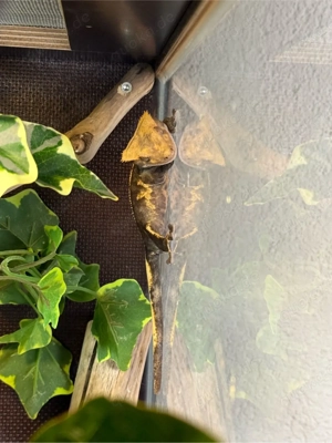 Kronengecko Männchen und Weibchen