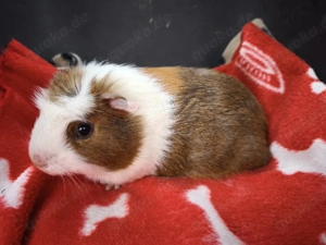 Weibliche Meerschweinchen Babys 