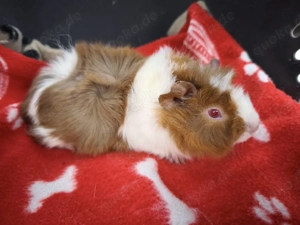 Weibliche Meerschweinchen Babys 