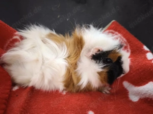 Weibliche Meerschweinchen Babys 