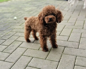 DECKRÜDE Alfi asiatischer Toy Pudel Toypudel Teacup 22cm 2.3kg