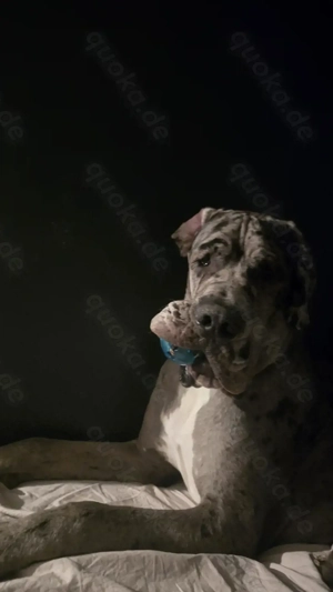 Deutsche dogge Rüde 1 Jahr 