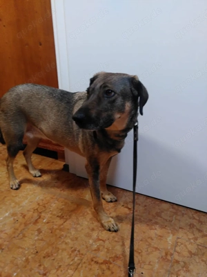 Mus dringend meine hün ein gute zu hause und in gute hande verkaufen ist sehr dringend  