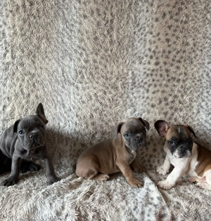 Bildhübsche Französische Bulldoggen Welpen suchen ein gemütliches Zuhause