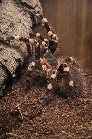 Vogelspinnen  Bild 2