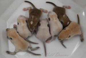 Mongolische Rennmäuse aus seriöser Zucht