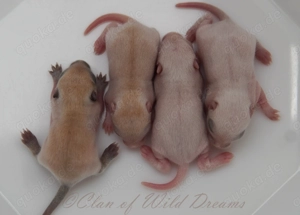 Mongolische Rennmäuse aus seriöser Zucht Bild 3