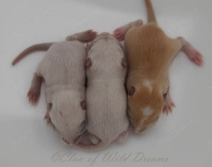 Mongolische Rennmäuse aus seriöser Zucht Bild 5