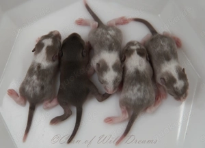 Mongolische Rennmäuse aus seriöser Zucht Bild 2