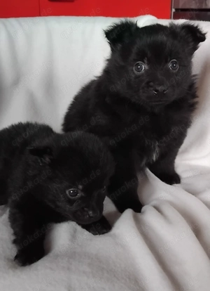 Mittelspitz Welpen,schöne Farben