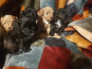 Havapoo Havaneser Toypudel 