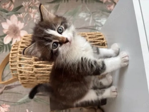 Sibirische Katze sucht einen Schmuseplatz