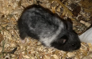 Süße Handzahme Zwerghamster zu Verschenken 