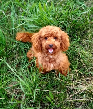 Havapoo Havaneser Toypudel  Bild 9