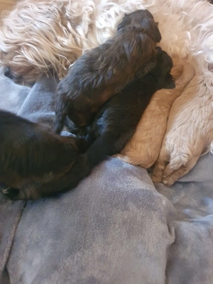 Havapoo Havaneser Toypudel  Bild 8