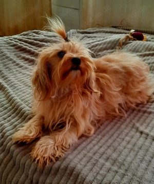 Havapoo Havaneser Toypudel  Bild 5