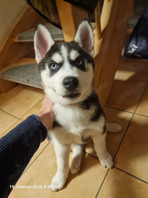Sibirische Husky Welpen   Reinrassig (ohne Papiere), geimpft & gechipt