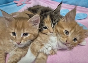 Reinrassige Maine coon Kitten 