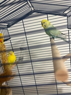 2 wellensittiche mit käfig