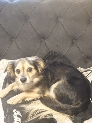 2 liebe doggies in sehr gute Hände abzugeben 