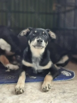 Kleine Blaze sucht ihr großes Glück!