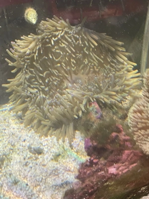 Heteractis Crispa   Lederanemone Bild 2