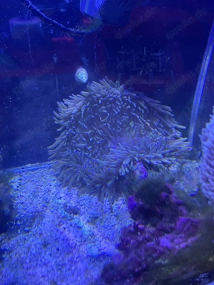 Heteractis Crispa   Lederanemone