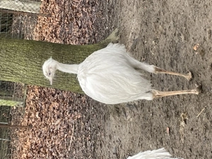 weiße Nanduhähne Bild 2