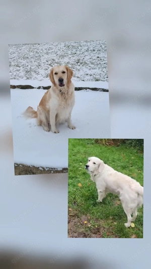  Golden-Retriever geb.10.03.2026