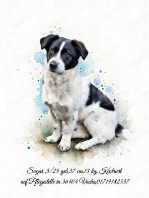 Kleine Mischlingsjunghündin sucht ein neues Zuhause 