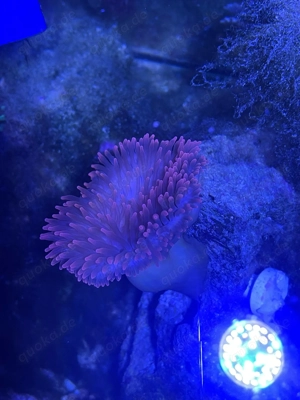 Kupferanemone        Entacmaea quadricolor