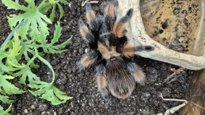 Caribena Versicolor, Brachypelma Emilia für Hockenheim 